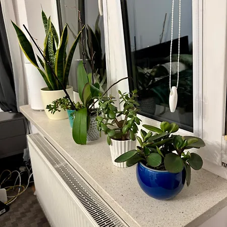 Cozy Flat